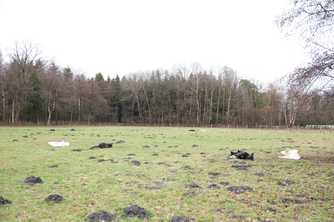 Vier tote Heidschnuckenbcke in Brunsiek.