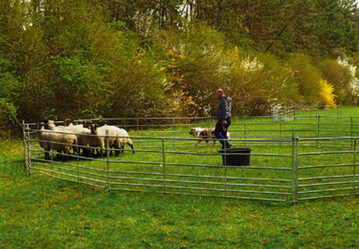 Koppelgebrauchshund-Ausbildung im Round pen im Rahmen des Bildungsprogramms Landwirt (Bila). 