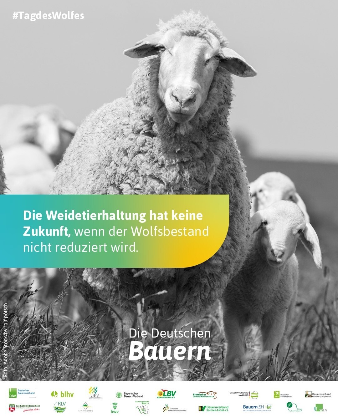 Der Deutsche Bauernverband und die Landesbauernverbnde vermitteln anlsslich des Tag des Wolfes - der vom NABU selbst ins Leben gerufen wurde - ebenfalls eine Botschaft.