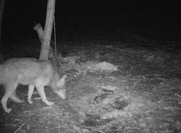 Das in der Oberpfalz fotografierte Tier weist wolfstypische Merkmale hinsichtlich Frbung und Proportion auf, die es von einem Hund unterscheiden, informierte das LfU.