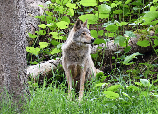 Brandenburg und Mecklenburg-Vorpommern fordern besseres Wolfsmanagement.