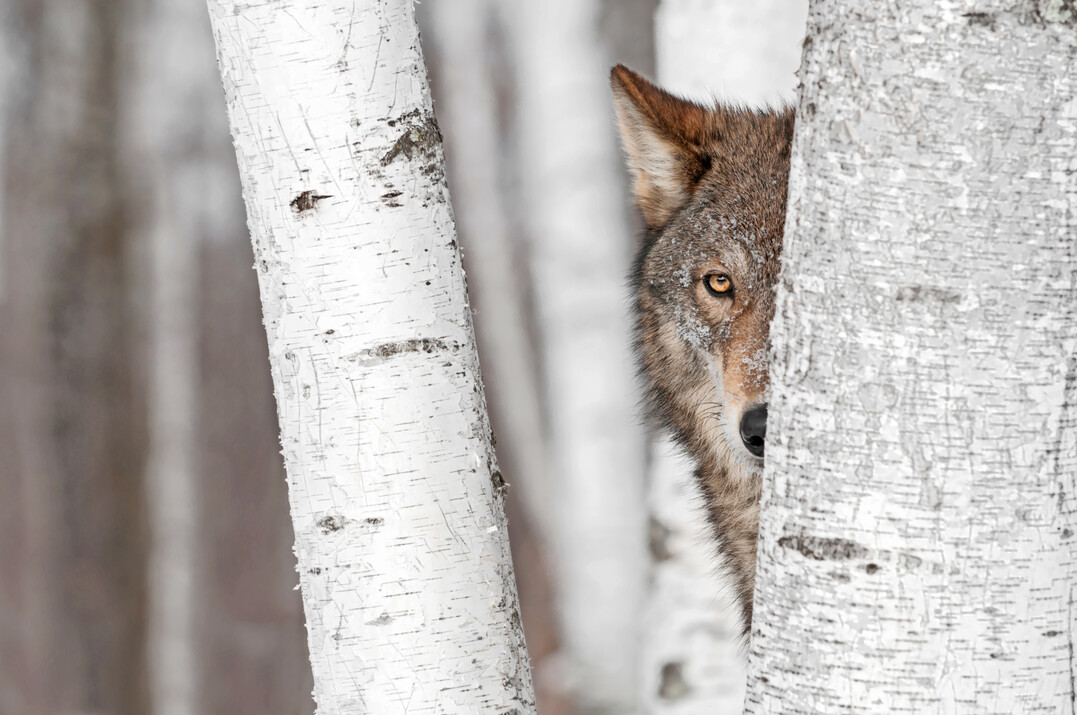 Grauer Wolf (Canis lupus)