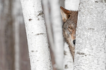 Grauer Wolf (Canis lupus)