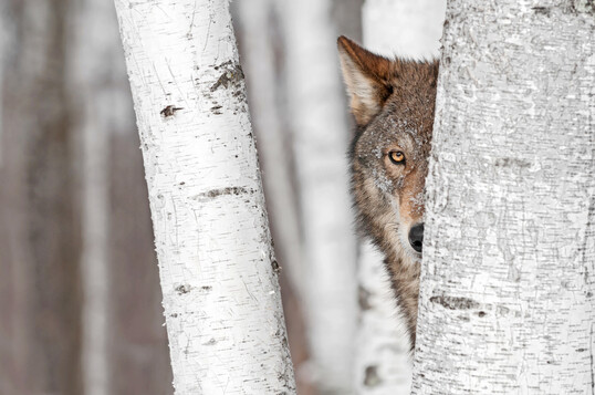Grauer Wolf (Canis lupus)