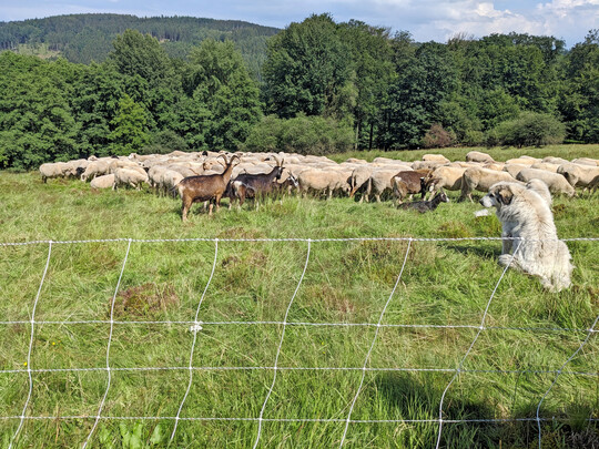 Herdenschutzhunde und Elektronetze als Herdenschutz.