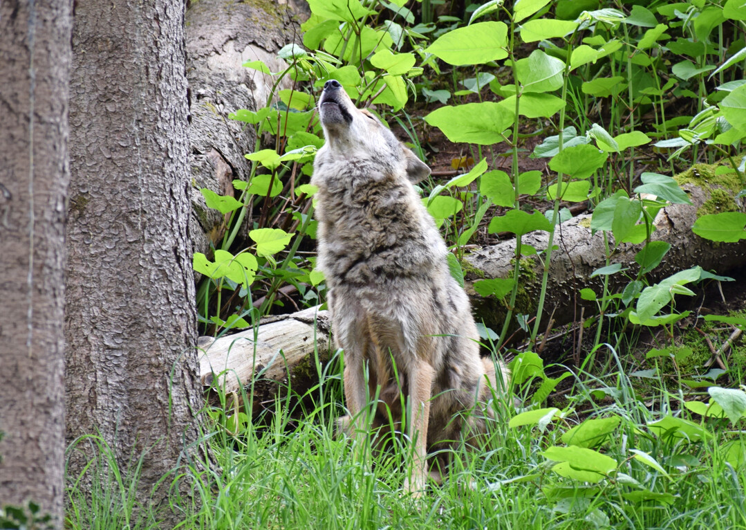 Wolf (Canis lupus) in Tierfreigelnde.