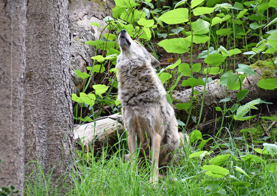 Wolf (Canis lupus) in Tierfreigelnde.