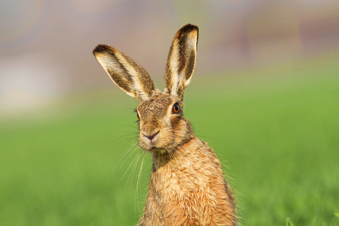 Junghasen laufen bei Gefahr nicht weg, sondern ducken sich ins Gras. So sind sie schwer zu sehen und knnen bei der Mahd leicht verletzt oder gettet werden.