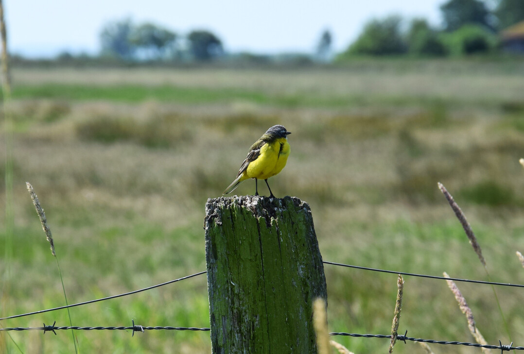 Bodenbrter, wie diese Schafstelze (
<i>Motacilla flava</i>
), bauen ihre Nester in kleinen Bodenvertiefung zwischen Grasbscheln. Die Brutzeit der Schafstelze ist Mai bis Juli.