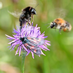 Ein wichtiger Pollenlieferant für heimische Wildbienenarten ist die Wiesen-Flockenblume. Eine Mahd vor und nach dem täglichen Bienenflug sowie bei bedecktem Himmel und kühleren Temperaturen verringert den Insektenverlust.