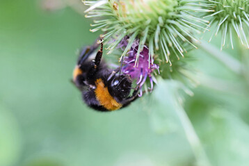 Biene, Wildbiene: Dunkle Erdhummel (Bombus terrestris) an Klette (Arctium lappa)