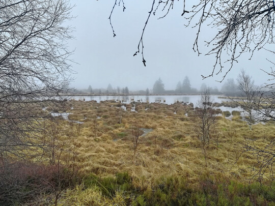 Archivbild Moorlandschaft.