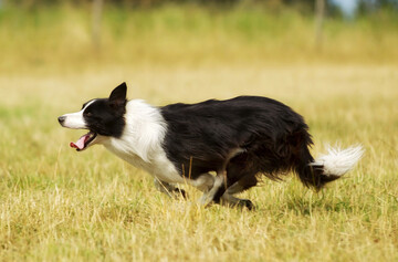 Border Collie im Einsatz.