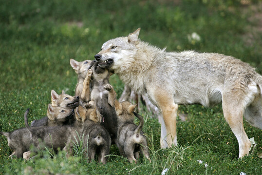 Ein Wolf (Canis lupus) mit seinen Jungtieren auf einer Wiese.