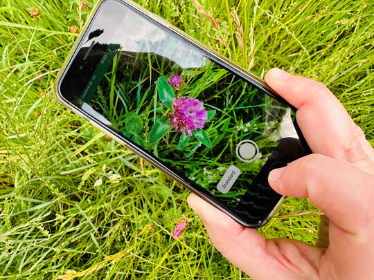 Fotoaufnahme der Kennart Rotklee mit der App profil (bw).
