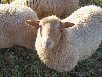 Coburger Fuchsschafe