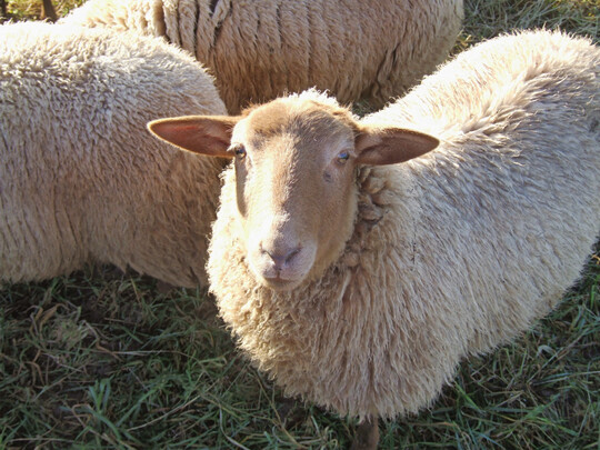 Coburger Fuchsschafe