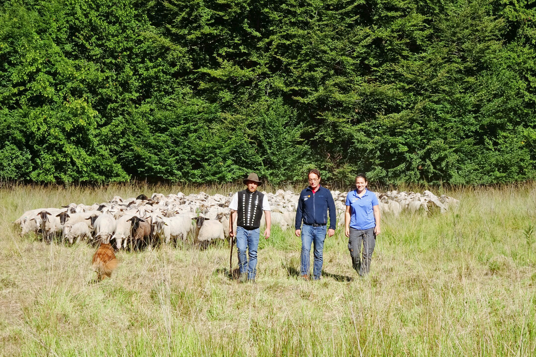 Wanderschfer und -schferinnen mit ihrer Herde