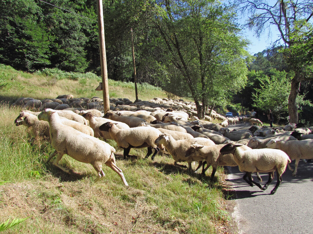 Herde der Wanderschferei Iggelbach beim Zug von einer Weide zur nchsten
