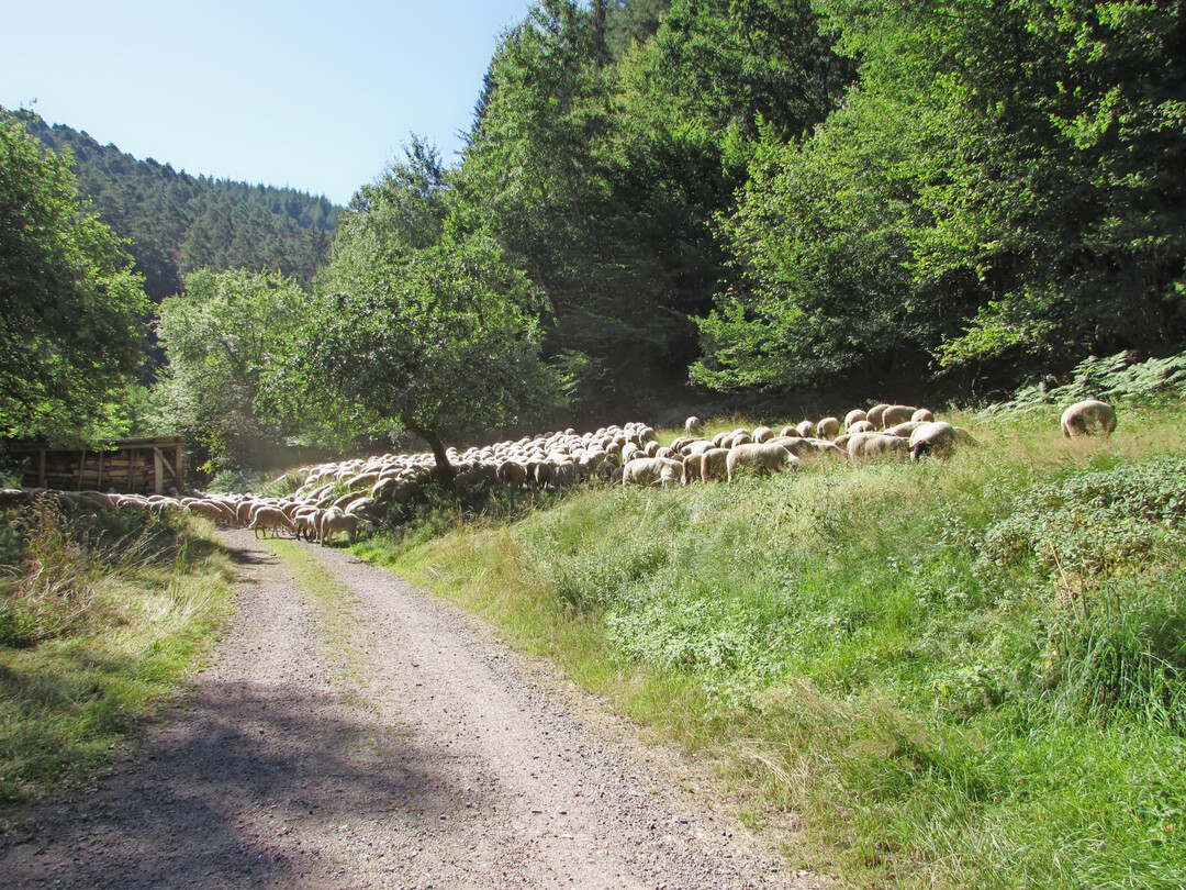 Herde der Wanderschferei Iggelbach beim Zug von einer Weide zur nchsten
