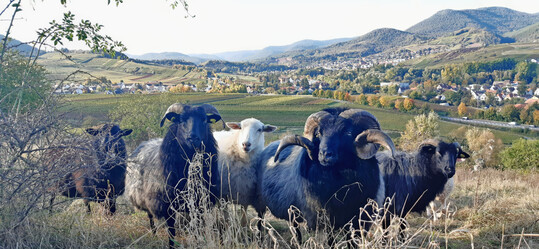 Weiden mit Ausblick: Beim Weiden pflegen die Schafe ganz nebenbei die Kulturlandschaft.