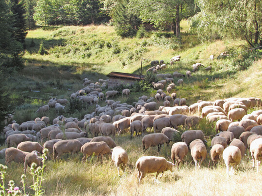 Herde der Wanderschäferei Iggelbach beim Zug von einer Weide zur nächsten