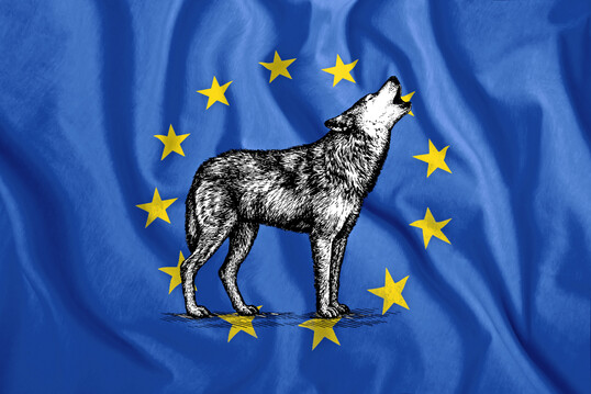 EU-weit lautet der Schutzstatus des Wolfes nun „geschützt“. Die Mitgliedsstaaten können jedoch den Status auf „streng geschützt“ setzten.