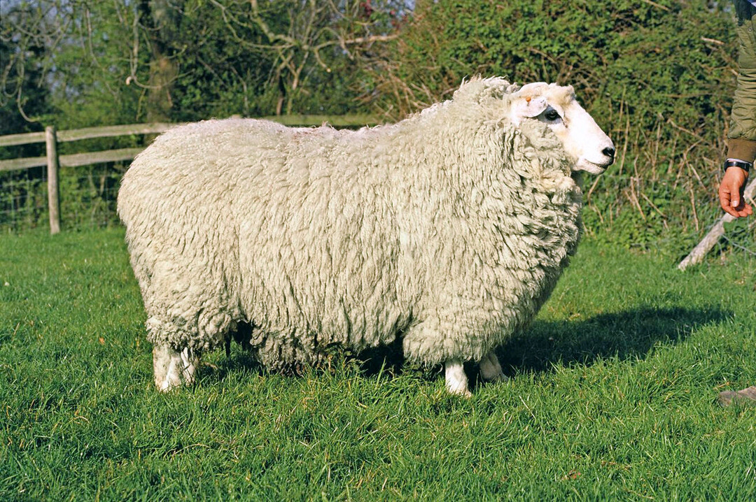 Romney Schafe sind seit 1800 in England registriert und eine wichtige Schafrasse in Neuseeland. Sie vererben hohe Fruchtbarkeit, hohes Vliesgewicht (5 kg, 30 bis 35 Mikrometer), relative Resistenz gegen Endoparasiten und gegen Moderhinke.