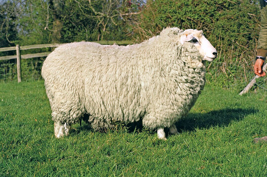 Romney Schafe sind seit 1800 in England registriert und eine wichtige Schafrasse in Neuseeland. Sie vererben hohe Fruchtbarkeit, hohes Vliesgewicht (5 kg, 30 bis 35 Mikrometer), relative Resistenz gegen Endoparasiten und gegen Moderhinke.