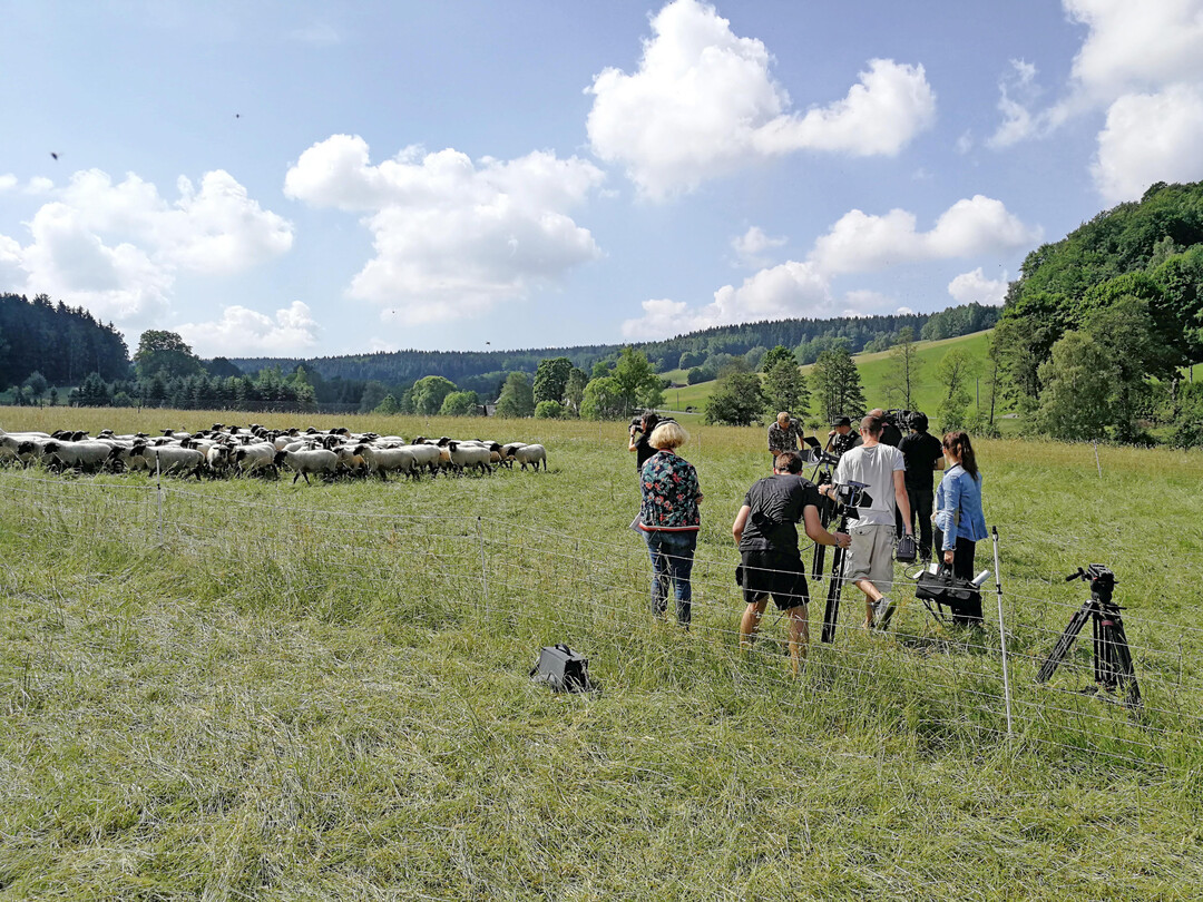 Pressetermin der Htegemeinschaft Oberes Vogtland anlsslich einer ffentlichkeitskampagne zur Landschaftspflege mit Schafen im oberen Vogtland.