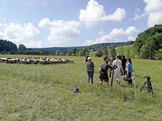 Pressetermin der Htegemeinschaft Oberes Vogtland anlsslich einer ffentlichkeitskampagne zur Landschaftspflege mit Schafen im oberen Vogtland.