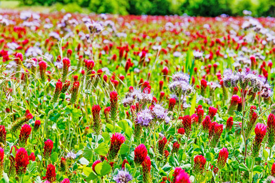 Leguminosenmischung mit Inkarnatklee (Trifolium incarnatum) und Phacelia (Phacelia tanacetifolia) als Bienenweide.