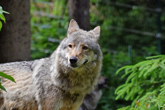 Wolf (
<i>Canis lupus</i>
) im Wolf- und Brenpark Bad Rippoldsau