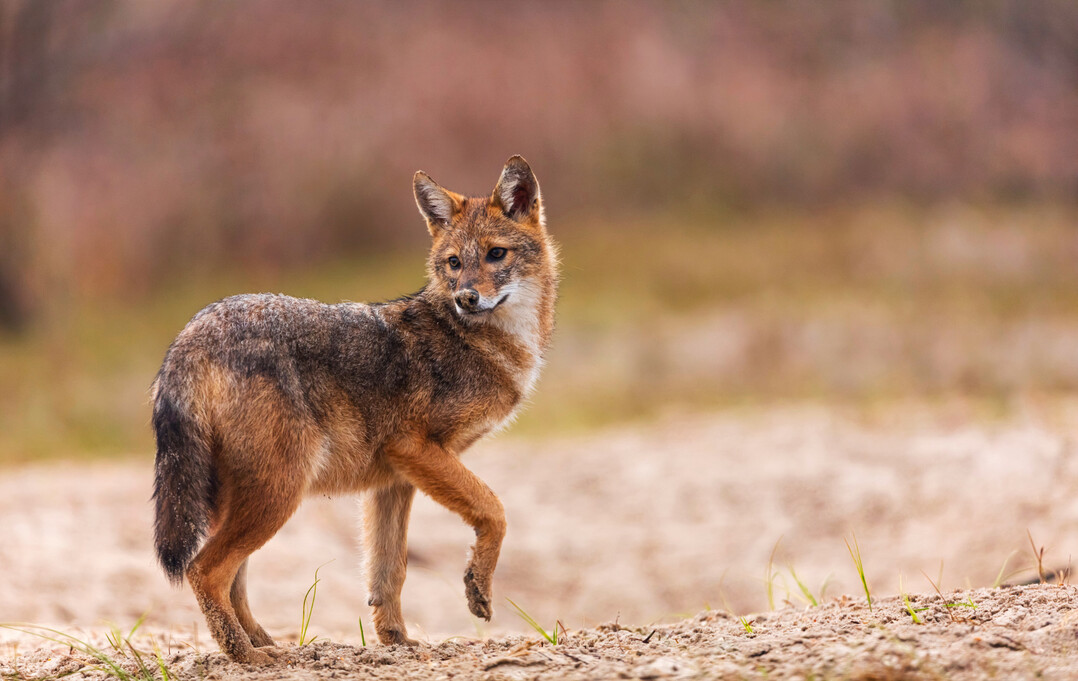 Der Goldschakal sieht ein wenig aus wie ein Fuchs, ist aber etwas grer und hat eine dunkle Schwanzspitze.