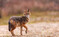 Der Goldschakal sieht ein wenig aus wie ein Fuchs, ist aber etwas grer und hat eine dunkle Schwanzspitze.