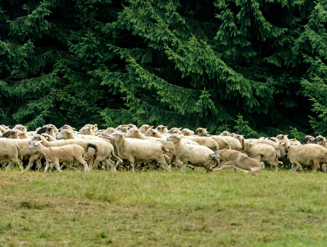 Ein Wolf greift eine Schafherde an und versucht ein Schaf zu reien
