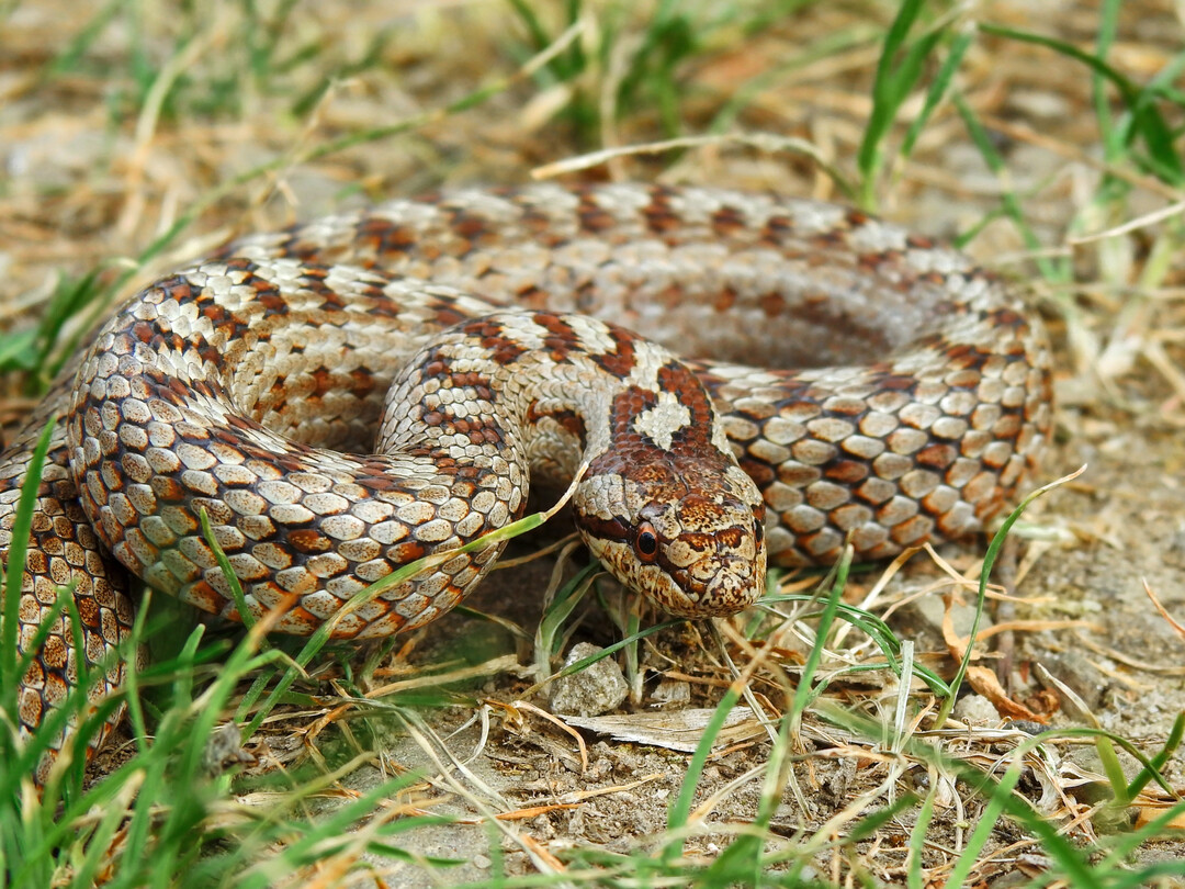 Schlingnatter
<i>(Coronella austriaca)</i>