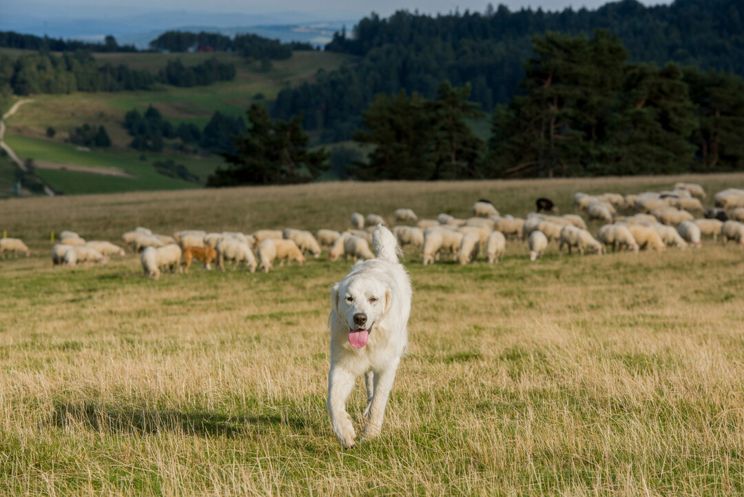 Maremmen-Abruzzen-Schferhund mit grasenden Schafen.