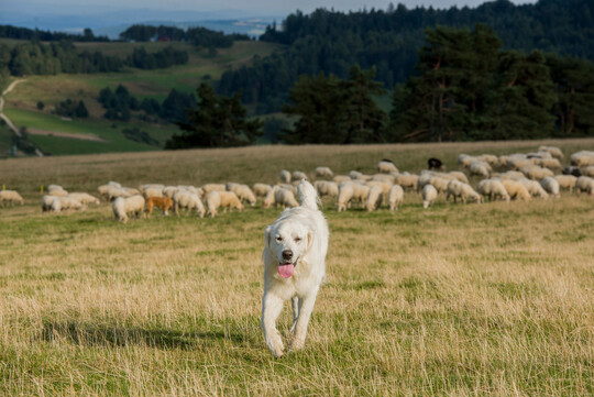Maremmen-Abruzzen-Schferhund mit grasenden Schafen.