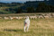 Maremmen-Abruzzen-Schferhund mit grasenden Schafen.