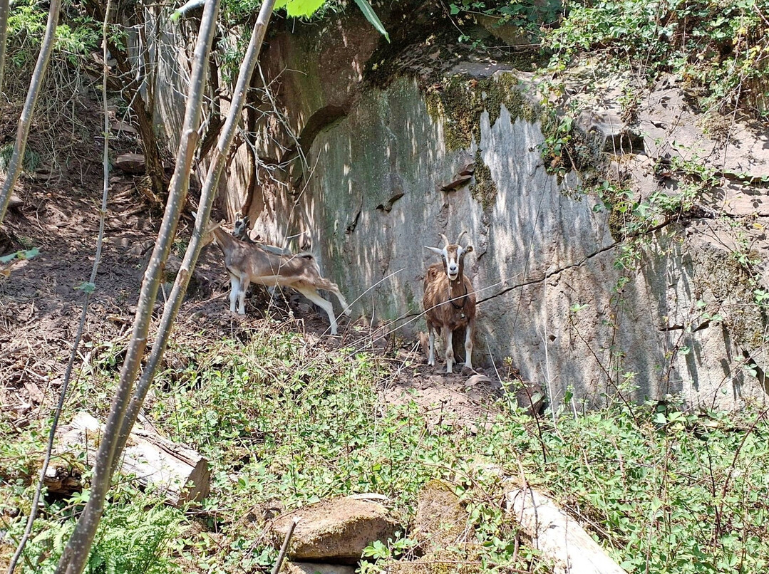 In Lindenberg weiden Ziegen im Rahmen des Projekts Neue Hirtenwege im Pflzerwald.