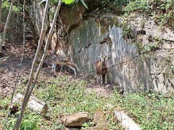 In Lindenberg weiden Ziegen im Rahmen des Projekts Neue Hirtenwege im Pflzerwald.