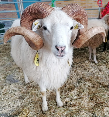 Weier Ostpreuischer Skudden-Bock.
