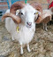 Weier Ostpreuischer Skudden-Bock.