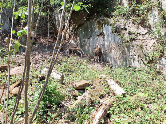 In Lindenberg weiden Ziegen im Rahmen des Projekts Neue Hirtenwege im Pflzerwald. 
