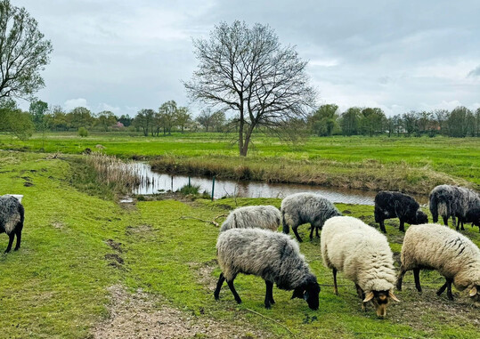 Diese Flche ist ein typisches Schneckenhabitat fr die Kleine Sumpfschnecke, den Zwischenwirt des Groen Leberegels.