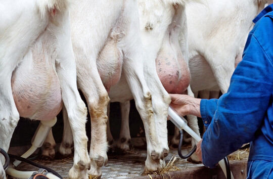 Weniger Milch oder eine ausbleibende Laktation durch die Hydrometa führen in melkenden Betrieben zu wirtschaftlichen Einbußen.