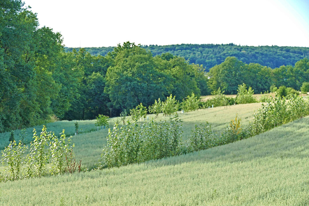 Agroforst mit Haferanbau im Jahr 2022 auf den kofeldtagen in Hessen.