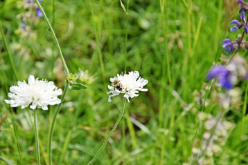 Biene auf Tauben-Skabiose