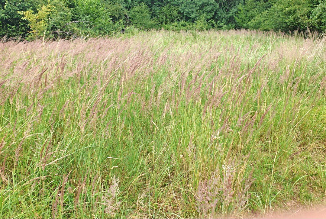 Vor der Beweidung: Starke Ausbreitung des Land-Reitgrases.
